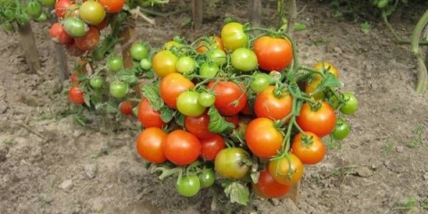 Ultra rane sorte paradajza za otvoreno tlo